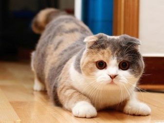 Ім’я для шотландської кішки: красиві, модні і незвичайні жіночі клички для кошенят-дівчаток шотландської породи