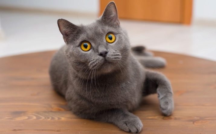 Ім’я для шотландської кішки: красиві, модні і незвичайні жіночі клички для кошенят-дівчаток шотландської породи