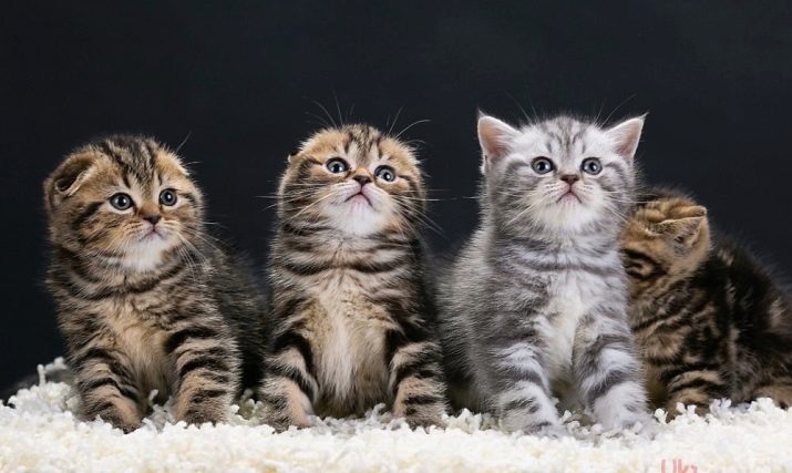 Ім’я для шотландської кішки: красиві, модні і незвичайні жіночі клички для кошенят-дівчаток шотландської породи