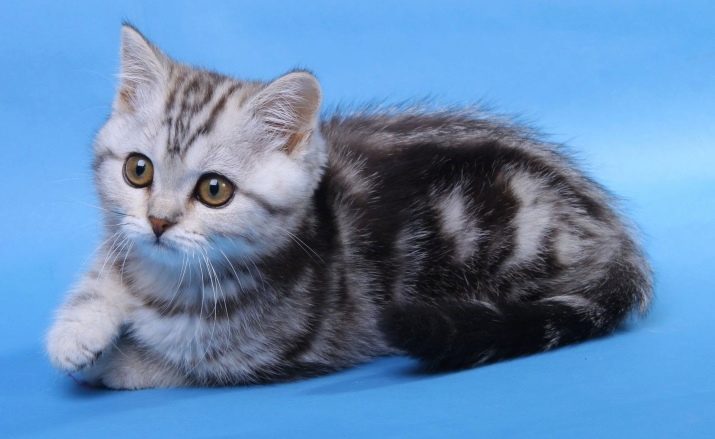 Ім’я для шотландської кішки: красиві, модні і незвичайні жіночі клички для кошенят-дівчаток шотландської породи