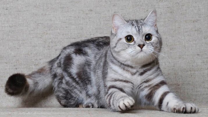 Ім’я для шотландської кішки: красиві, модні і незвичайні жіночі клички для кошенят-дівчаток шотландської породи