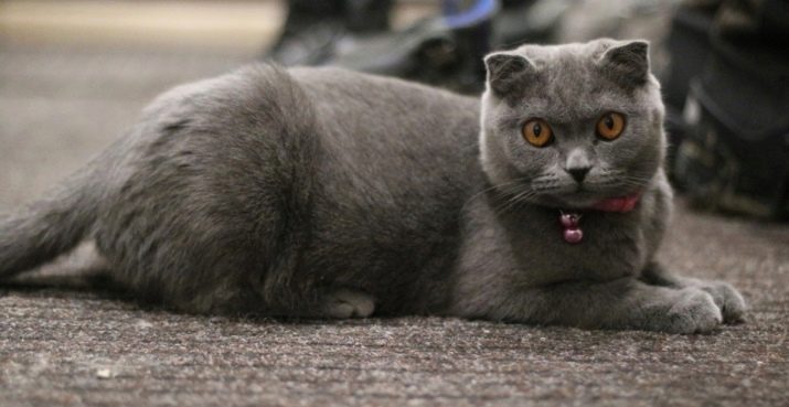 Ім’я для шотландської кішки: красиві, модні і незвичайні жіночі клички для кошенят-дівчаток шотландської породи