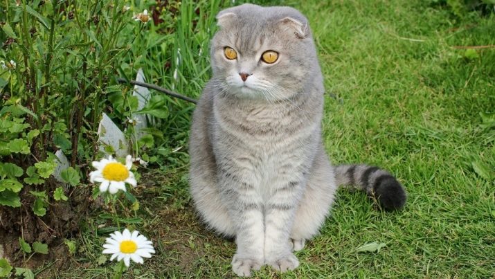 Ім’я для шотландської кішки: красиві, модні і незвичайні жіночі клички для кошенят-дівчаток шотландської породи