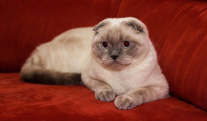 Ім’я для шотландської кішки: красиві, модні і незвичайні жіночі клички для кошенят-дівчаток шотландської породи