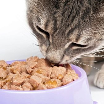 М’який корм для кошенят: який вологий корм є кращим? Рейтинг виробників вологих кормів. Відгуки