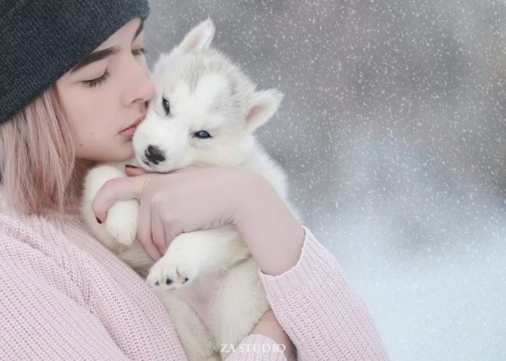 Імена для хаскі-дівчатка: як можна назвати собак? Клички для цуценят зі значенням, список красивих і рідкісних імен для дівчаток