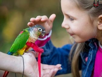 Імена для папуг-хлопчиків: красиві, модні та оригінальні клички для самців. Як можна назвати папуг блакитного і жовтого кольору?