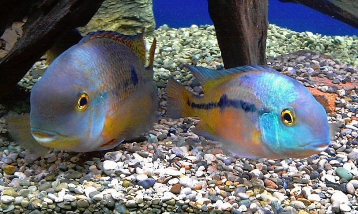 Нікарагуанські ціхлазоми (11 фото): особливості змісту цихлид і правила їх розведення