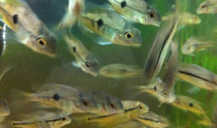 Нікарагуанські ціхлазоми (11 фото): особливості змісту цихлид і правила їх розведення