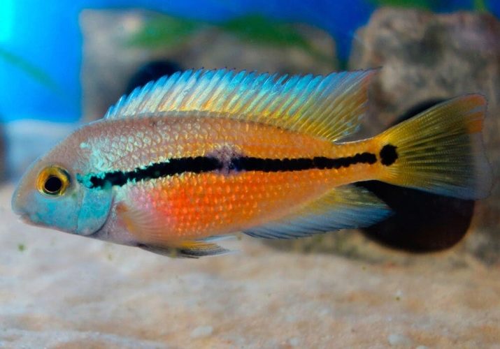 Нікарагуанські ціхлазоми (11 фото): особливості змісту цихлид і правила їх розведення