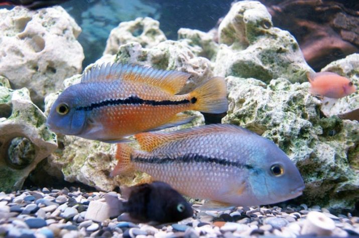 Нікарагуанські ціхлазоми (11 фото): особливості змісту цихлид і правила їх розведення