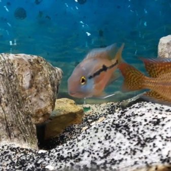 Нікарагуанські ціхлазоми (11 фото): особливості змісту цихлид і правила їх розведення