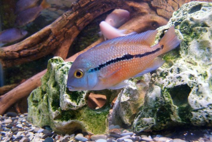 Нікарагуанські ціхлазоми (11 фото): особливості змісту цихлид і правила їх розведення