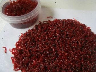 Нікарагуанські ціхлазоми (11 фото): особливості змісту цихлид і правила їх розведення