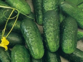 Нікарагуанські ціхлазоми (11 фото): особливості змісту цихлид і правила їх розведення