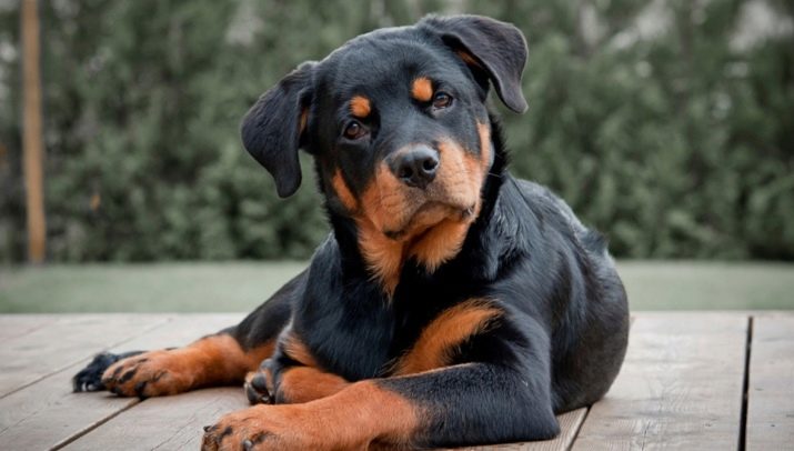 Німецькі породи собак (27 фото): цуценята чорні з назвами, список маленьких порід, німецькі гірські пси