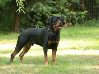 Німецькі породи собак (27 фото): цуценята чорні з назвами, список маленьких порід, німецькі гірські пси