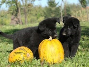 Німецькі вівчарки робочого розведення (23 фото): робочі якості цуценят, правила догляду за собаками