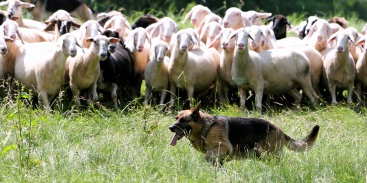 Німецькі вівчарки робочого розведення (23 фото): робочі якості цуценят, правила догляду за собаками