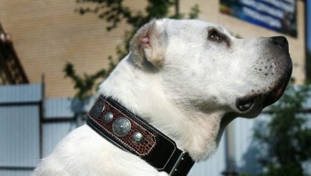 Нашийники для собак великих порід: шкіряні, нейлонові та інші види, рекомендації з вибору