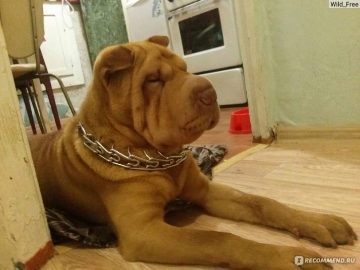 Нашийники для собак великих порід: шкіряні, нейлонові та інші види, рекомендації з вибору