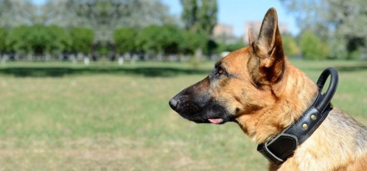 Нашийники для собак великих порід: шкіряні, нейлонові та інші види, рекомендації з вибору