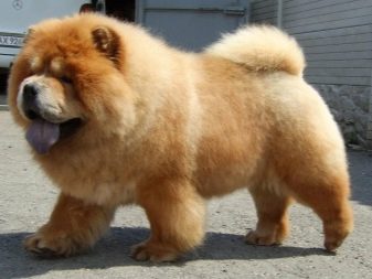 Навіщо собаці хвіст? Яке значення він має? Чому собаки їм виляють? Види собачих хвостів