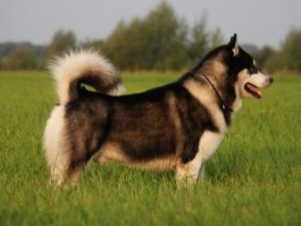 Навіщо собаці хвіст? Яке значення він має? Чому собаки їм виляють? Види собачих хвостів