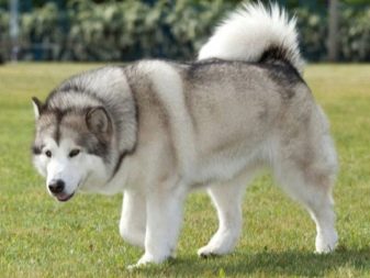 Навіщо собаці хвіст? Яке значення він має? Чому собаки їм виляють? Види собачих хвостів