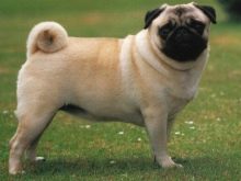 Навіщо собаці хвіст? Яке значення він має? Чому собаки їм виляють? Види собачих хвостів