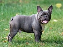 Навіщо собаці хвіст? Яке значення він має? Чому собаки їм виляють? Види собачих хвостів