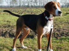 Навіщо собаці хвіст? Яке значення він має? Чому собаки їм виляють? Види собачих хвостів