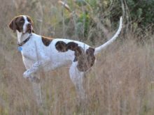 Навіщо собаці хвіст? Яке значення він має? Чому собаки їм виляють? Види собачих хвостів