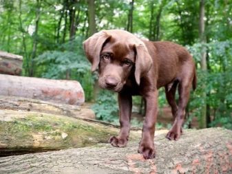 Навіщо собаці хвіст? Яке значення він має? Чому собаки їм виляють? Види собачих хвостів