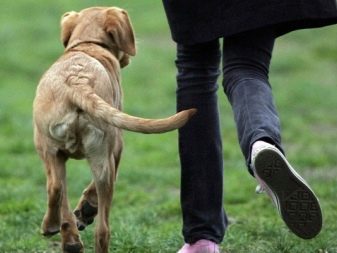 Навіщо собаці хвіст? Яке значення він має? Чому собаки їм виляють? Види собачих хвостів