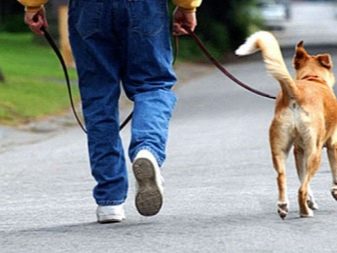 Навіщо собаці хвіст? Яке значення він має? Чому собаки їм виляють? Види собачих хвостів