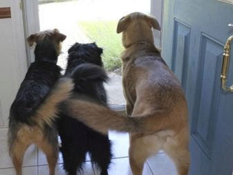 Навіщо собаці хвіст? Яке значення він має? Чому собаки їм виляють? Види собачих хвостів