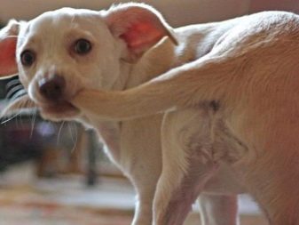 Навіщо собаці хвіст? Яке значення він має? Чому собаки їм виляють? Види собачих хвостів