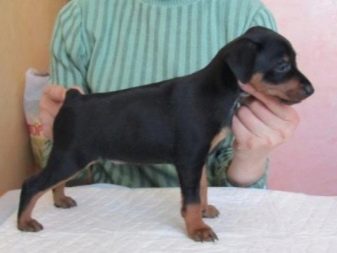 Навіщо собаці хвіст? Яке значення він має? Чому собаки їм виляють? Види собачих хвостів