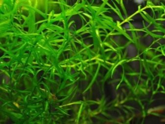 Наяс (16 фото): правила утримання і розведення акваріумного рослини, опис наяса рорайма, егерії, гваделупського та інших різновидів