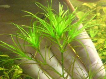 Наяс (16 фото): правила утримання і розведення акваріумного рослини, опис наяса рорайма, егерії, гваделупського та інших різновидів