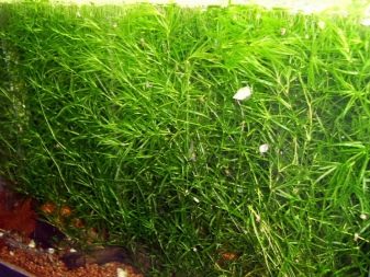 Наяс (16 фото): правила утримання і розведення акваріумного рослини, опис наяса рорайма, егерії, гваделупського та інших різновидів