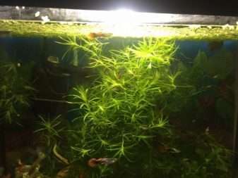 Наяс (16 фото): правила утримання і розведення акваріумного рослини, опис наяса рорайма, егерії, гваделупського та інших різновидів