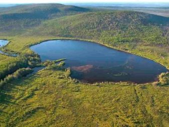 Наяс (16 фото): правила утримання і розведення акваріумного рослини, опис наяса рорайма, егерії, гваделупського та інших різновидів