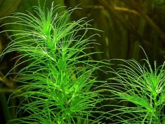 Наяс (16 фото): правила утримання і розведення акваріумного рослини, опис наяса рорайма, егерії, гваделупського та інших різновидів