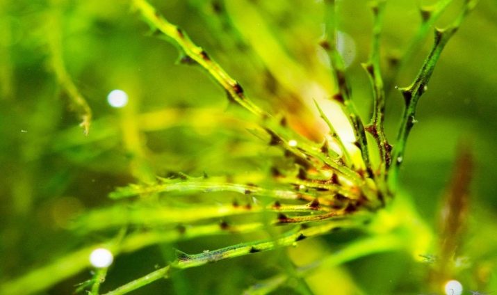 Наяс (16 фото): правила утримання і розведення акваріумного рослини, опис наяса рорайма, егерії, гваделупського та інших різновидів