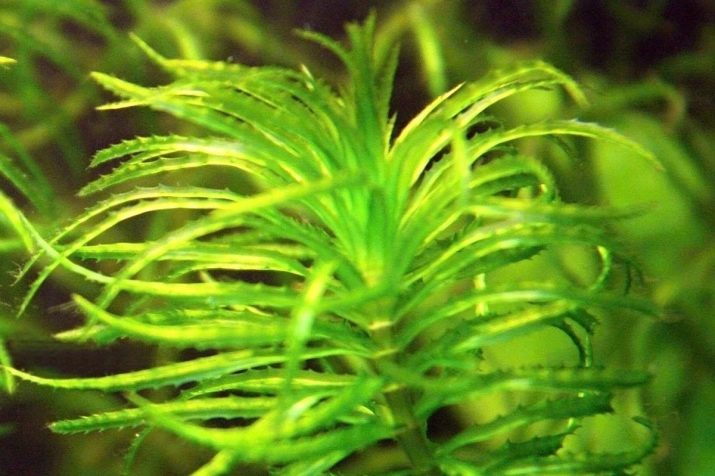 Наяс (16 фото): правила утримання і розведення акваріумного рослини, опис наяса рорайма, егерії, гваделупського та інших різновидів