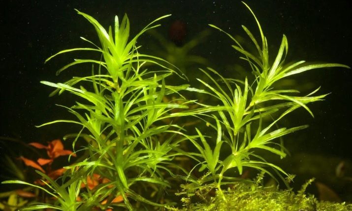 Наяс (16 фото): правила утримання і розведення акваріумного рослини, опис наяса рорайма, егерії, гваделупського та інших різновидів
