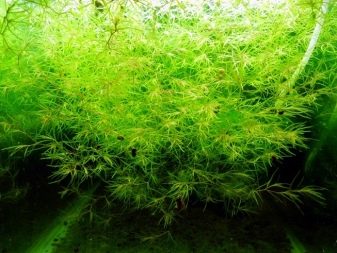 Наяс (16 фото): правила утримання і розведення акваріумного рослини, опис наяса рорайма, егерії, гваделупського та інших різновидів