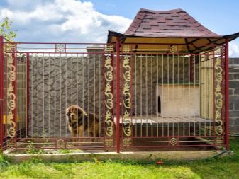 Найбільші собаки в світі (55 фото): назви порід величезних собак. Які розміри у самого гігантського пса на Землі? Дуже волохаті породисті собаки